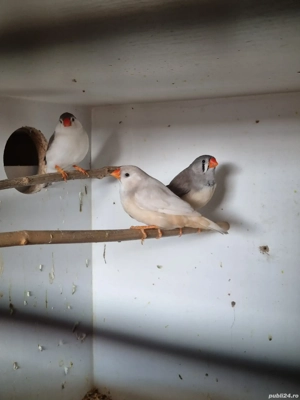 Prepelite chinezesti, zebrute australiene - imagine 4