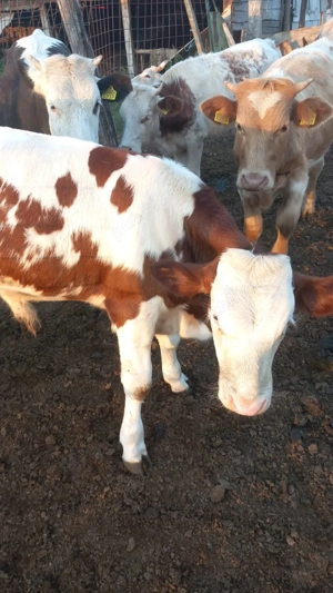 Vind viței bălțata  - imagine 2