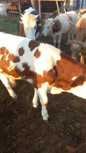 Vind viței bălțata 