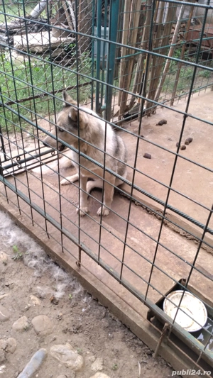 donez Husky - imagine 4