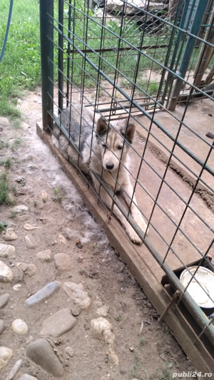 donez Husky - imagine 5