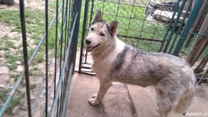 donez Husky - imagine 2