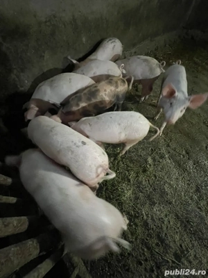 Vand purcei soldani - imagine 3