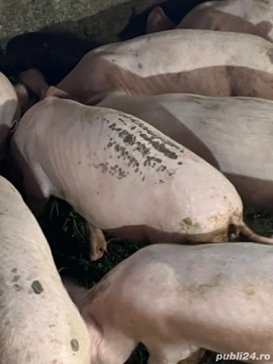 Vand purcei marele alb - imagine 4