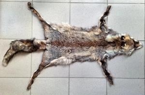 Blana naturala de vulpe roscata tibetana intreaga decor