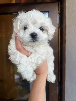 Pui maltezi disponibili - imagine 3