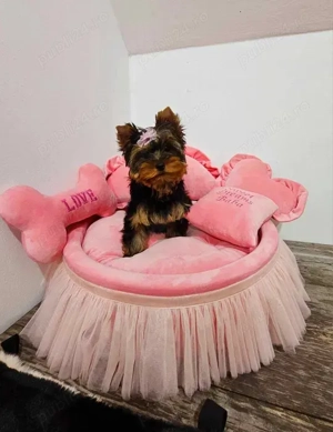 Pui Yorkshire Terrier disponibili - imagine 4 Pui Yorkshire Terrier disponibili - imagine 4