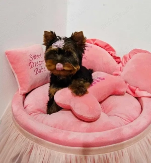 Pui Yorkshire Terrier disponibili - imagine 2 Pui Yorkshire Terrier disponibili - imagine 2