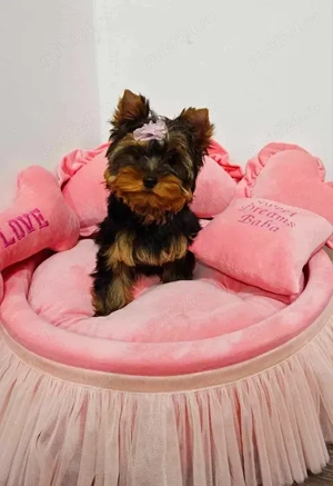 Pui Yorkshire Terrier disponibili - imagine 3 Pui Yorkshire Terrier disponibili - imagine 3