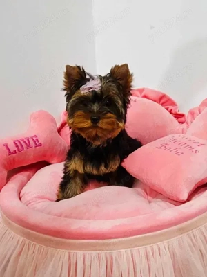 Pui Yorkshire Terrier disponibili - imagine 5 Pui Yorkshire Terrier disponibili - imagine 5