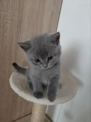 Pisicuțe British Shorthair disponibile