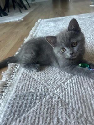 Pisicuțe British Shorthair disponibile - imagine 5