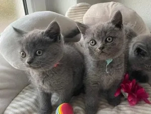 Pisicuțe British Shorthair disponibile - imagine 2