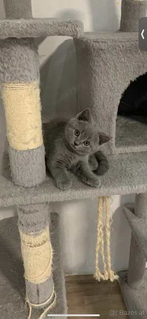 Pisicuțe British Shorthair disponibile - imagine 4