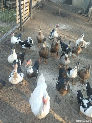 Am de vinzare rate, giste, curci, pichiri