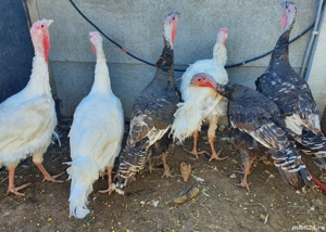 Cocoși și curci de vânzare - imagine 2