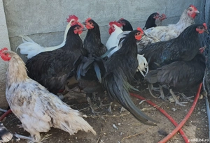 Cocoși și curci de vânzare