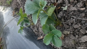 Stoloni de capsuni. - imagine 2