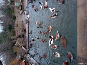 vind pasari de apa - imagine 2