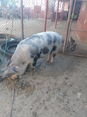 Purcea de vânzare.  - imagine 4