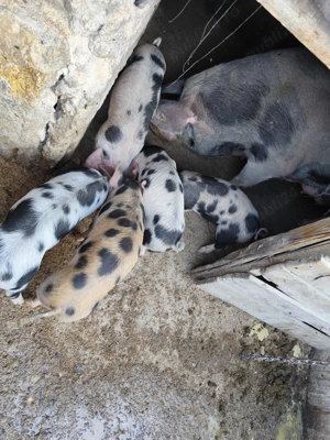 Porci de vânzare  - imagine 2