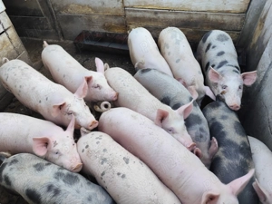 Porci de vânzare 