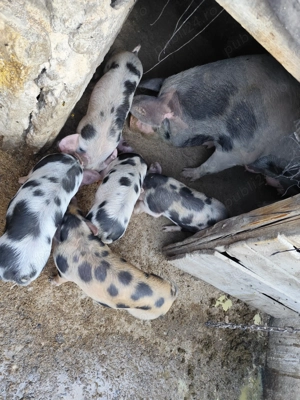 Porci de vânzare  - imagine 4