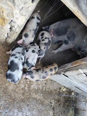 Porci de vânzare  - imagine 3