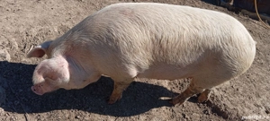 Porc de vânzare  - imagine 2