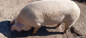 Porc de vânzare  - imagine 4