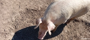 Porc de vânzare  - imagine 5