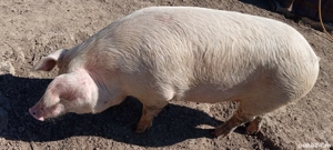 Porc de vânzare  - imagine 3