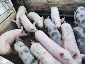 Porci de vânzare  - imagine 5