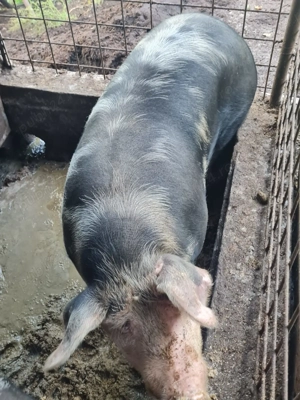 Vând porci  - imagine 4 Vând porci  - imagine 4