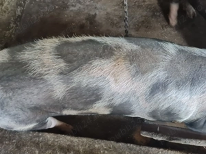 Vând porci  - imagine 3 Vând porci  - imagine 3