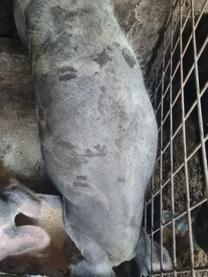 Vând porci  - imagine 2 Vând porci  - imagine 2