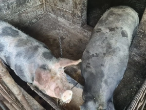 Vând porci  - imagine 5 Vând porci  - imagine 5