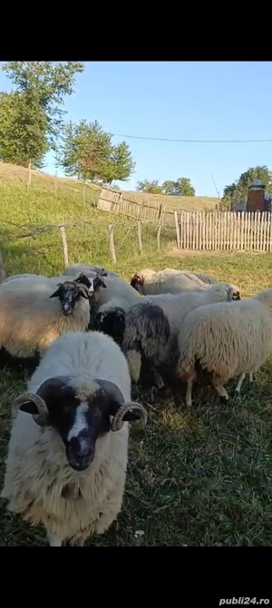 Vând mior breaz  - imagine 2