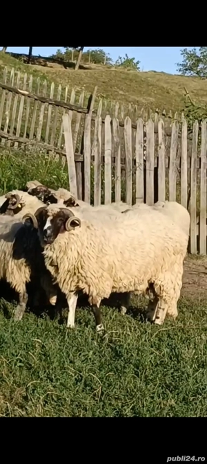 Vând mior breaz  - imagine 4