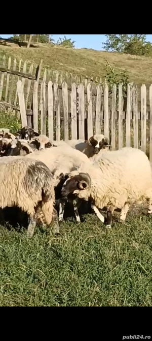 Vând mior breaz  - imagine 3