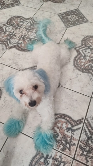 Bișon Maltez 7 luni  - imagine 2