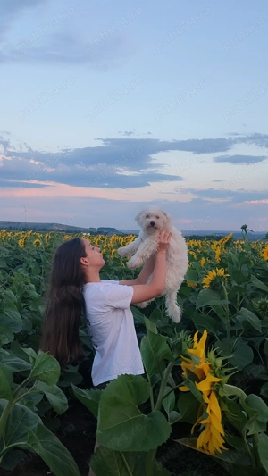 Bișon Maltez 7 luni  - imagine 4