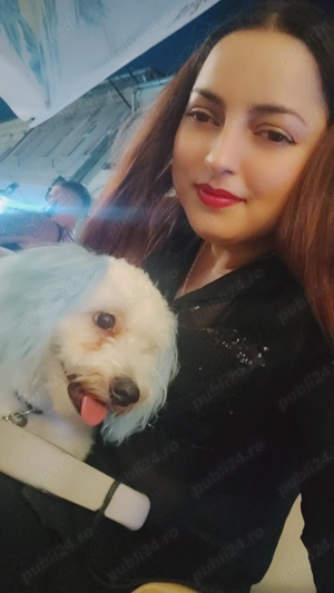 Bișon Maltez 7 luni  - imagine 3