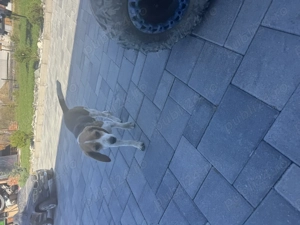 Beagle de vânzare  - imagine 2