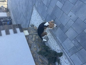 Beagle de vânzare  - imagine 3