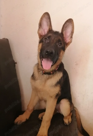 Disponibila ultima femela de ciobănesc getman