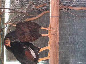 combatant indian fazan 