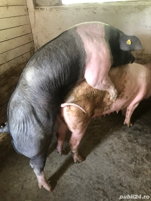 Monte artificiale scroafe si scrofite - imagine 5