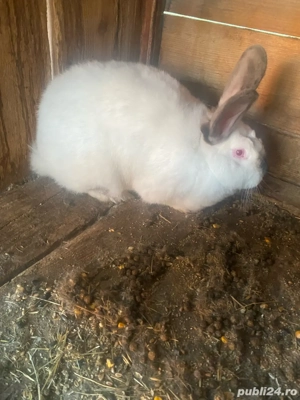 vând iepuri de rasă