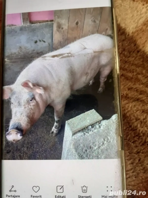 De vinzare  - imagine 2